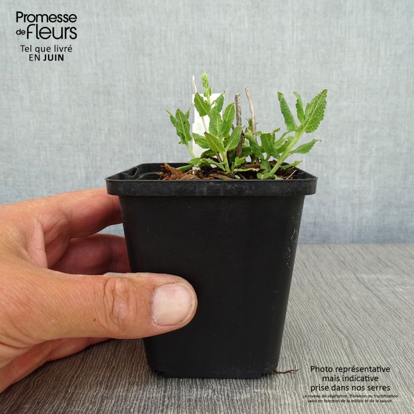 Salvia nemorosa Salute White Vasetto da 8/9 cm esemplare consegnato in primavera
