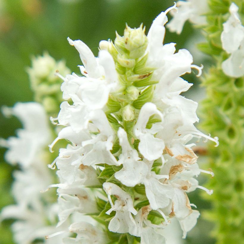 Salvia nemorosa Salute White (Fioritura)