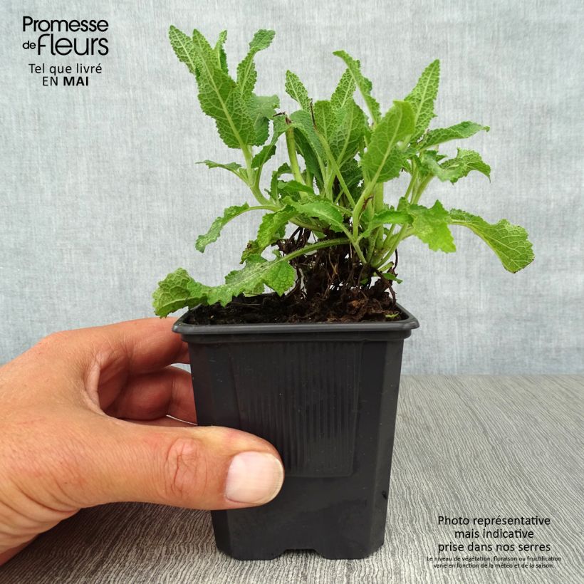 Salvia nemorosa Schneehügel Vasetto da 8/9 cm esemplare consegnato in primavera