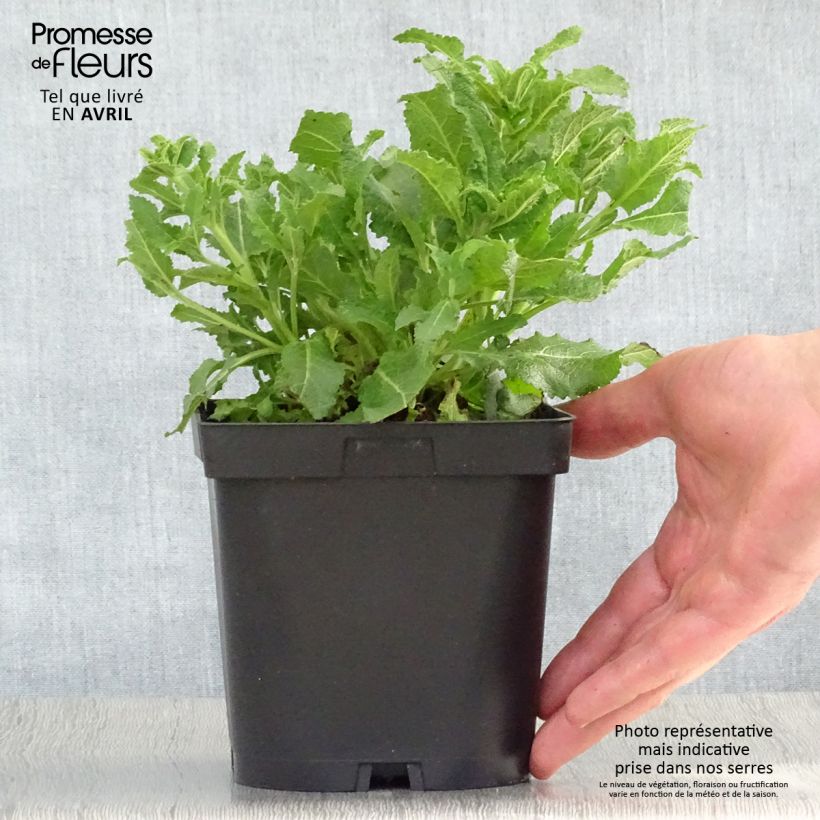 Salvia nemorosa Schneehügel Vaso da 2L/3L esemplare consegnato in primavera