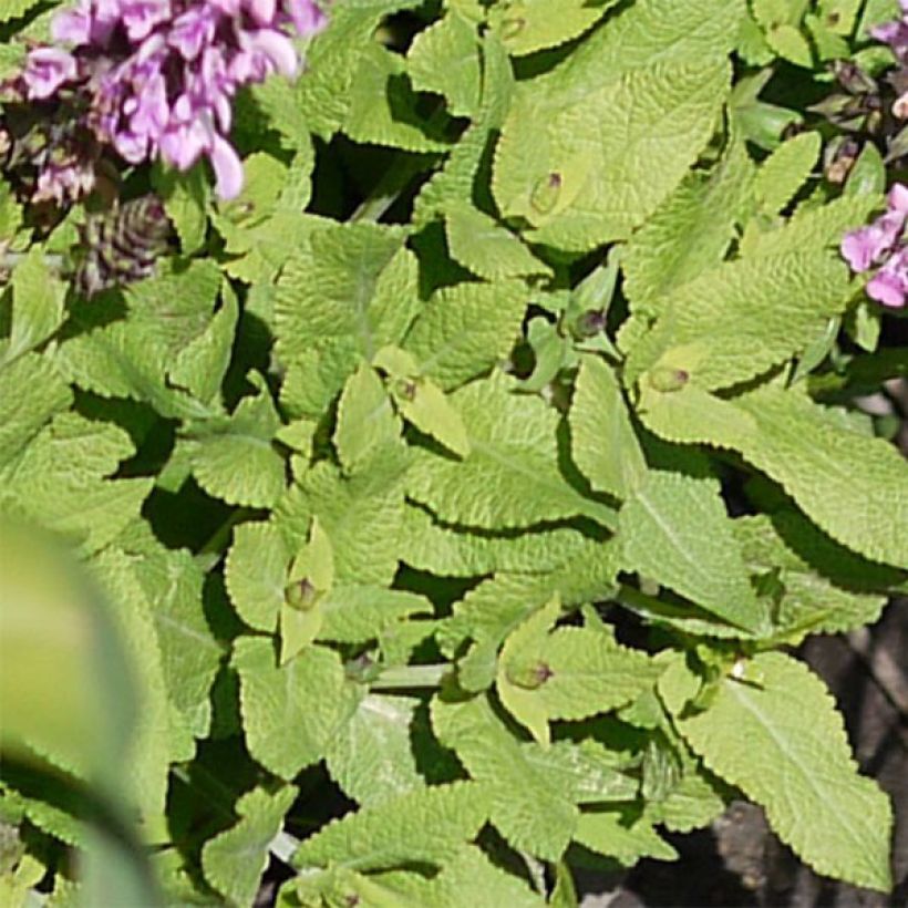 Salvia nemorosa Sensation Rose (Foliage)