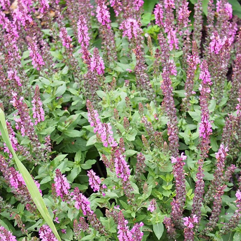 Salvia nemorosa Sensation Rose (Flowering)