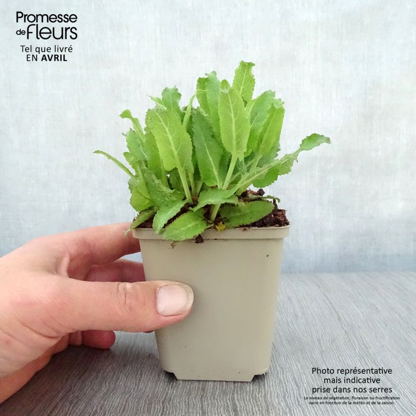 Example of Salvia nemorosa Sensation Rose Vasetto da 8/9 cm as you get in printemps