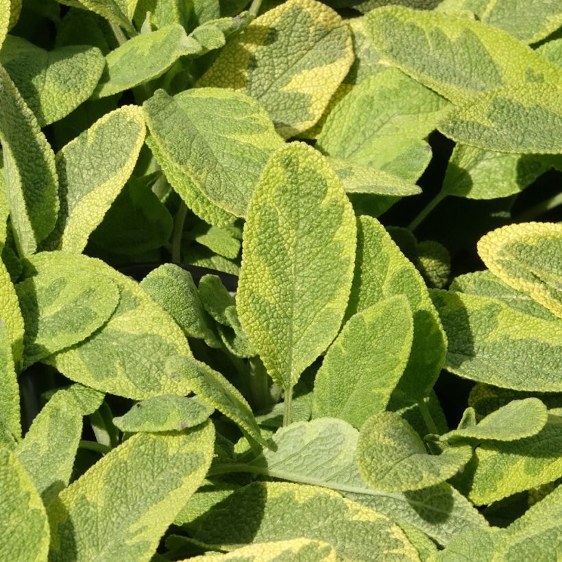 Salvia officinalis Aurea - Salvia comune (Fogliame)