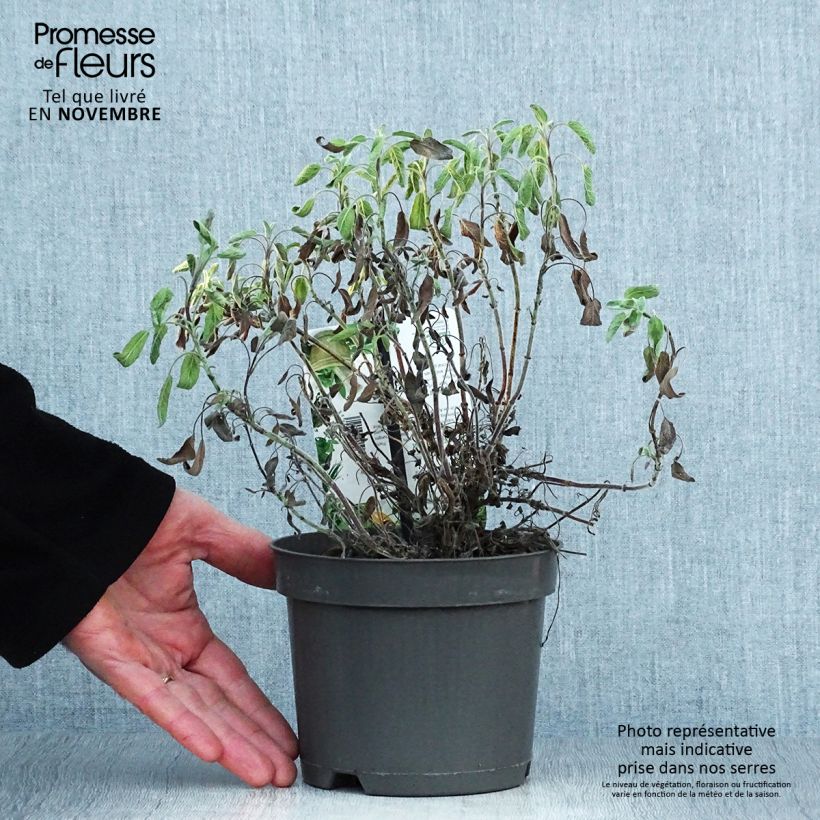 Esemplare di Salvia officinalis Icterina - Salvia comune Vaso da 1,5L/2L come consegnato in autunno