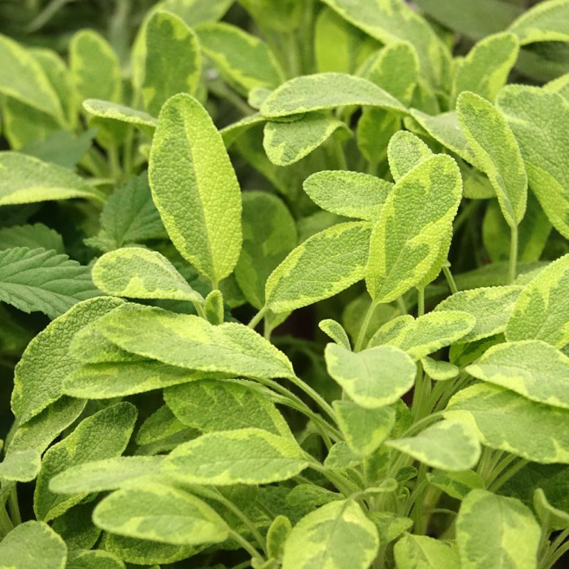 Salvia officinalis Icterina - Salvia comune (Fogliame)