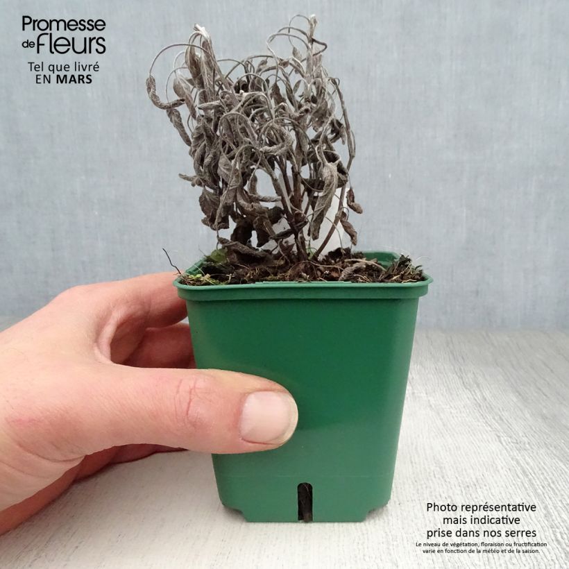 Example of Salvia officinalis Icterina - Salvia comune Vasetto da 8/9 cm as you get in printemps