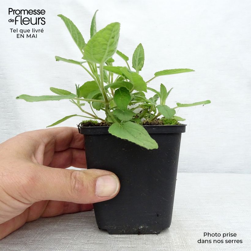 Salvia patens White Trophy - Salvia genziana Vasetto da 8/9 cm esemplare consegnato in primavera