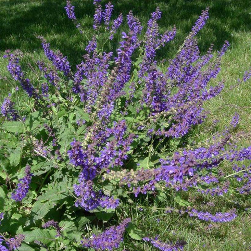 Salvia pratensis - Salvia dei prati (Fioritura)