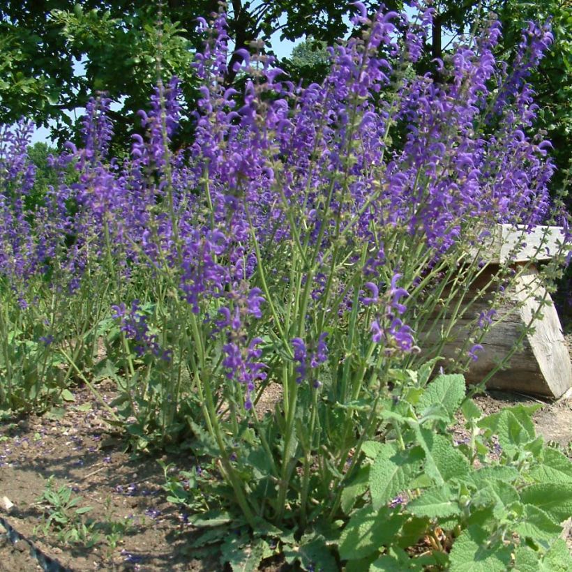 Salvia pratensis - Salvia dei prati (Porto)