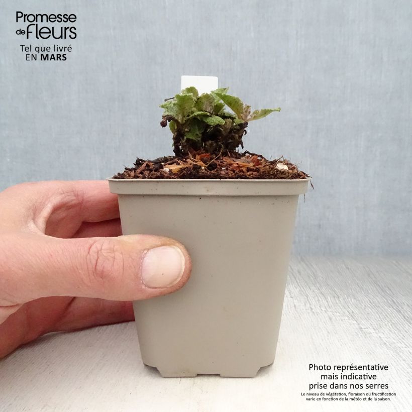 Salvia pratensis Eveline - Salvia dei prati Vasetto da 8/9 cm esemplare consegnato in primavera