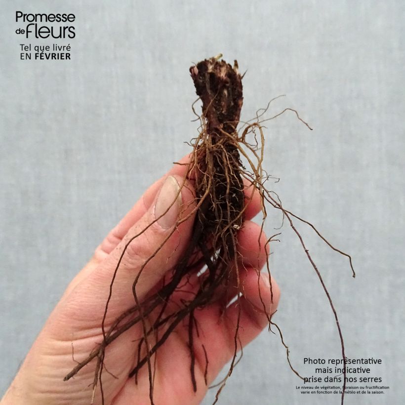 Salvia pratensis Lyrical Blues - Salvia dei prati Piante piccole a radice nuda esemplare consegnato in inverno