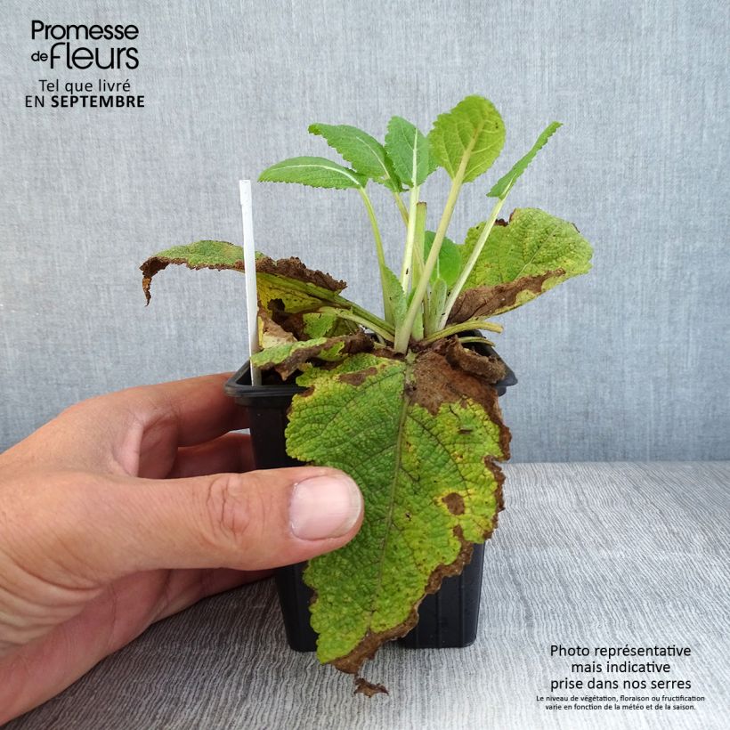 Esemplare di Salvia pratensis Madeline - Salvia dei prati Vasetto da 8/9 cm come consegnato in autunno