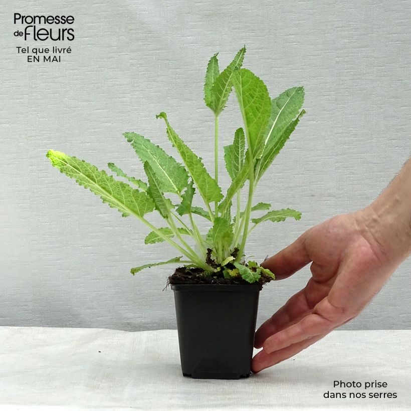 Salvia pratensis - Salvia dei prati Vasetto da 8/9 cm esemplare consegnato in primavera