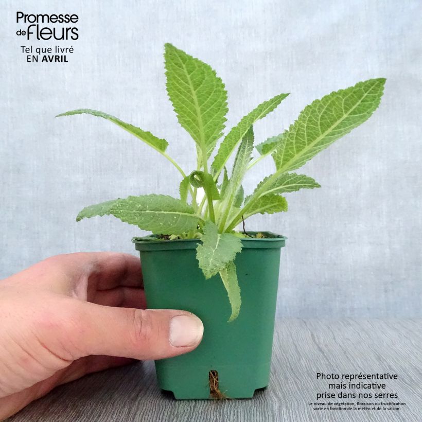 Salvia pratensis Swan Lake - Salvia dei prati Vasetto da 8/9 cm esemplare consegnato in primavera