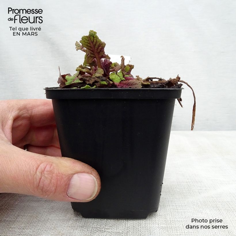 Example of Salvia pratensis Twilight Serenade - Salvia dei prati Vasetto da 8/9 cm as you get in printemps