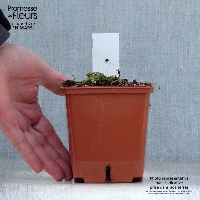 Salvia pratensis FASHIONISTA Vanity Flair - Salvia dei prati Vaso da 1L/1,5L esemplare consegnato in primavera