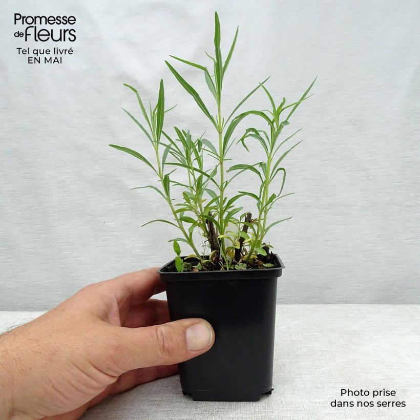 Salvia reptans West Texas form Vasetto da 8/9 cm esemplare consegnato in primavera