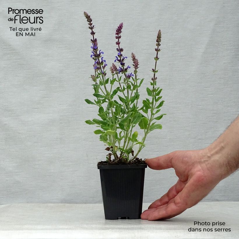 Example of Salvia superba Reine Bleue Vasetto da 8/9 cm as you get in printemps