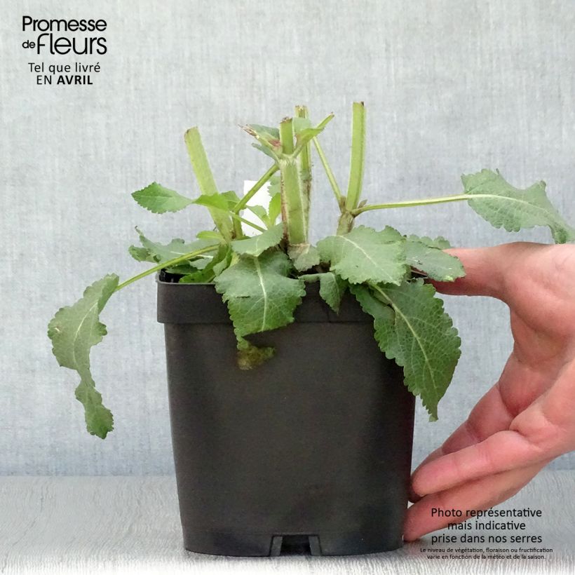 Example of Salvia superba Reine Bleue Vaso da 2L/3L as you get in printemps