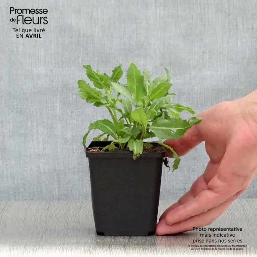 Example of Salvia superba Reine Rose Vasetto da 8/9 cm as you get in printemps