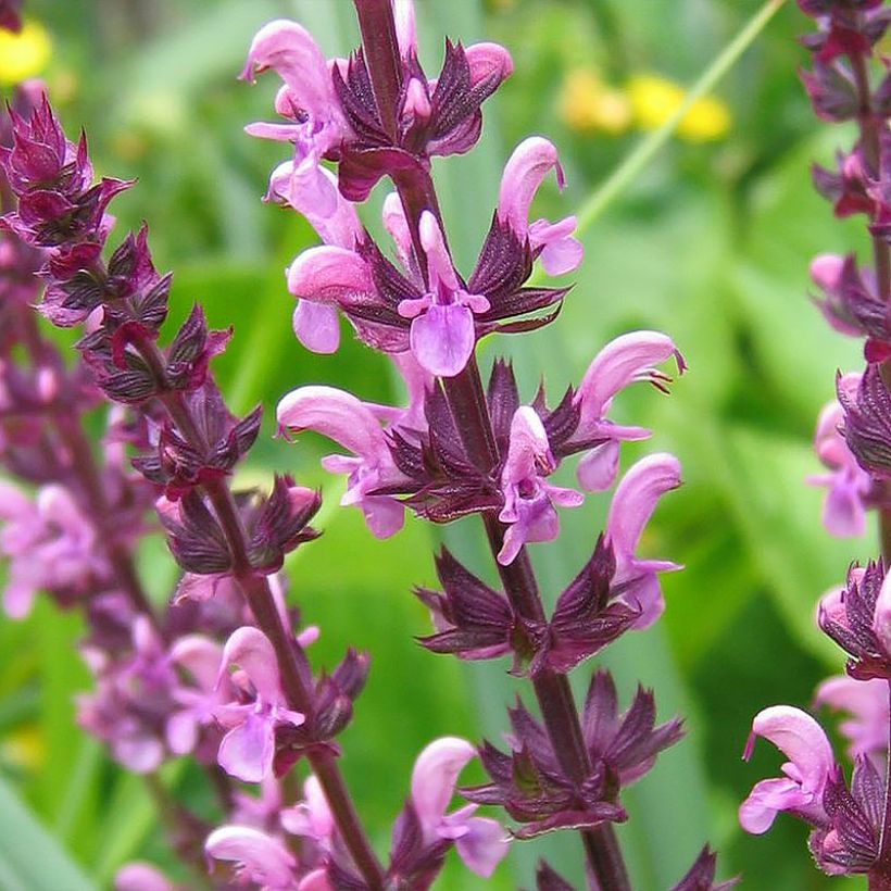 Salvia superba Reine Rose (Flowering)