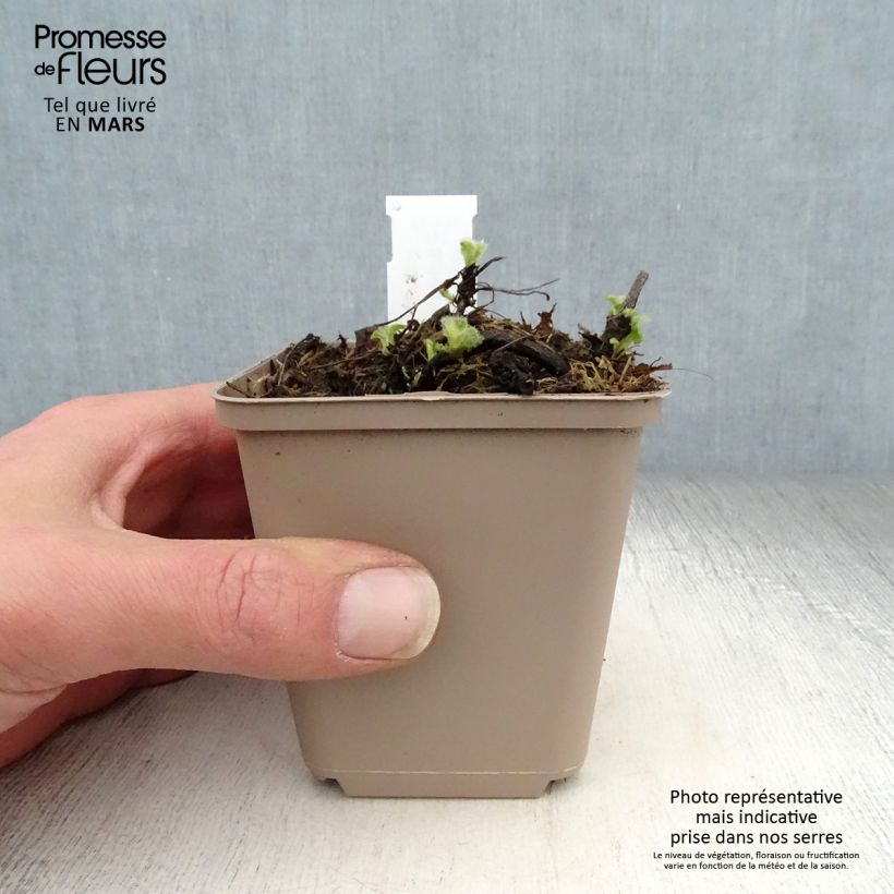 Salvia verticillata Alba - Salvia spuria Vasetto da 8/9 cm esemplare consegnato in primavera