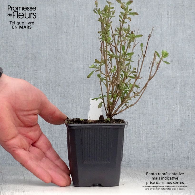 Salvia jamensis Delice Roselilac - Salvia arbustiva Vasetto da 8/9 cm esemplare consegnato in primavera