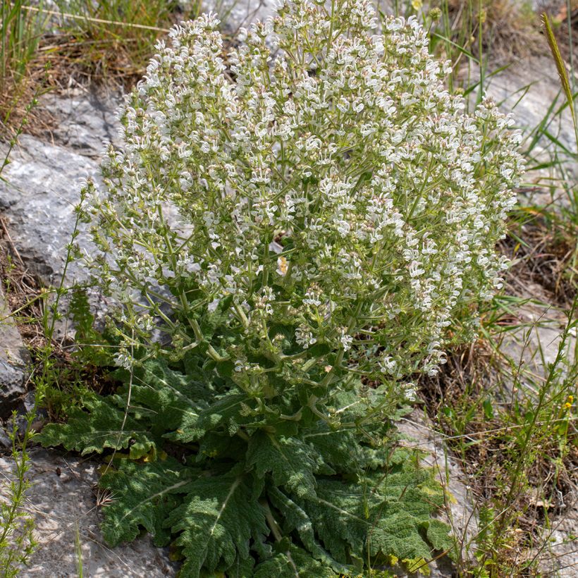 Salvia aethiopis - Sauge d'Ethiopie (Porto)