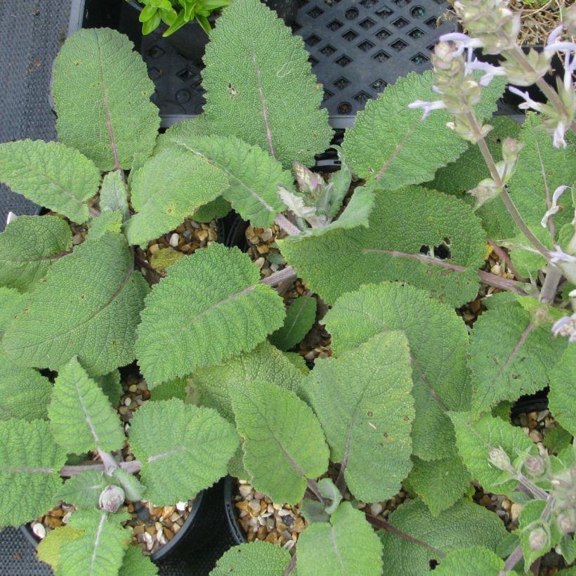 Salvia moorcroftiana (Fogliame)