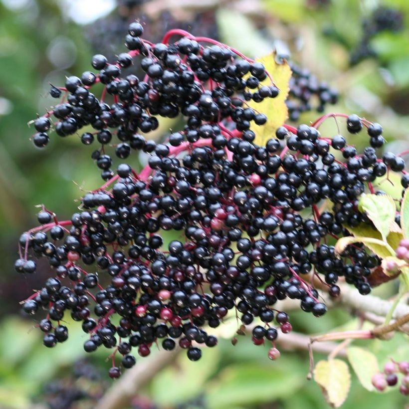 Sambuco nero - Sambucus nigra (Harvest)