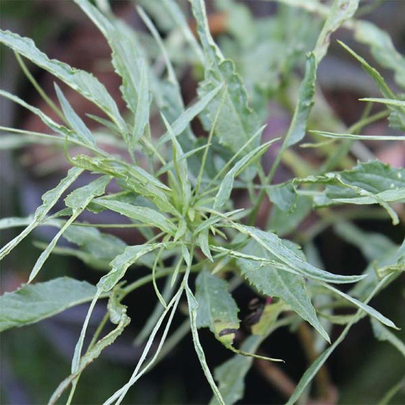 Sambuco nero Linearis (Foliage)