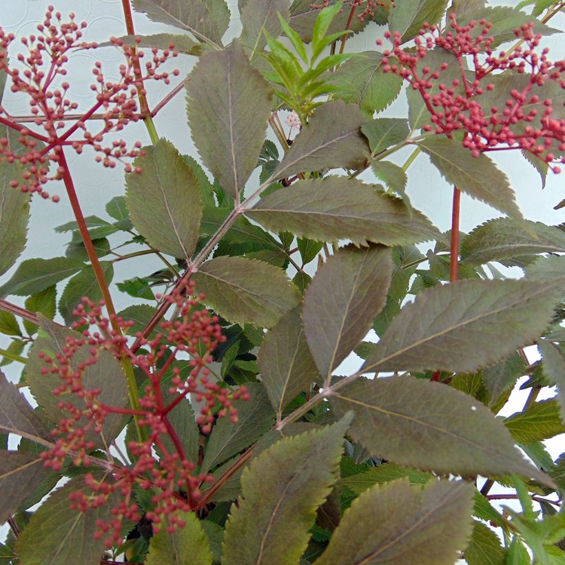 Sambuco nero Thundercloud (Foliage)