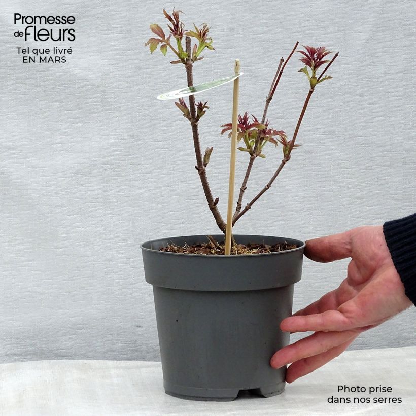 Example of Sambuco rosso Plumosa Aurea Vaso da 2L/3L as you get in printemps