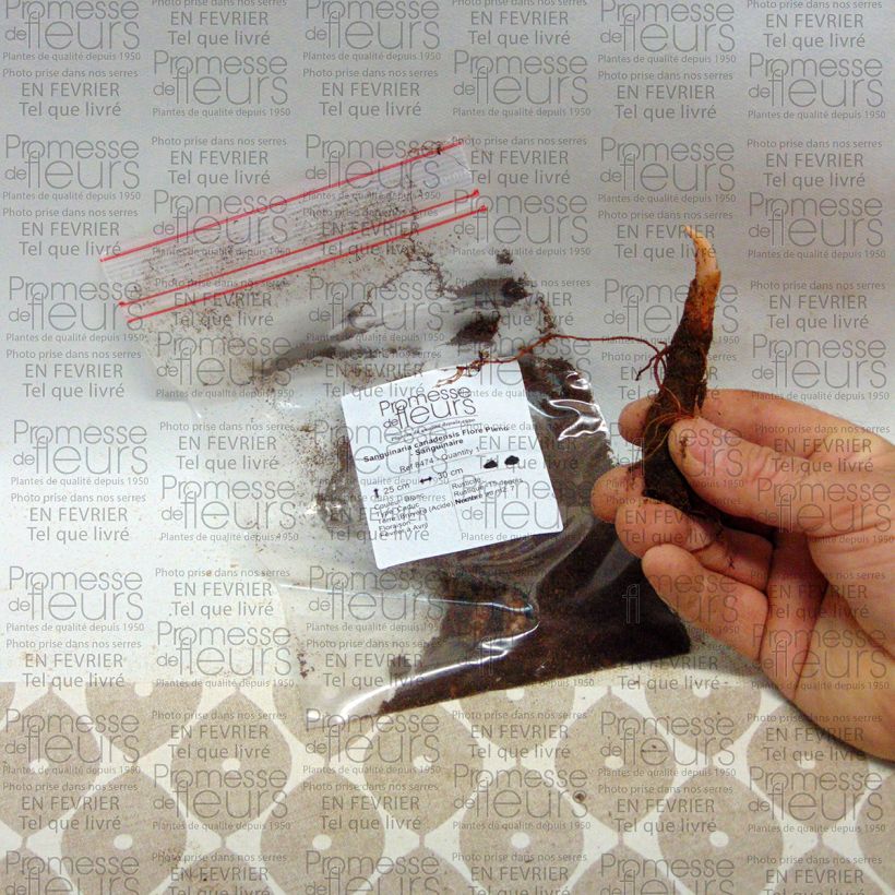 Esempio di esemplare Sanguinaria canadensis Flore Pleno Bulbo taglia I come consegnato