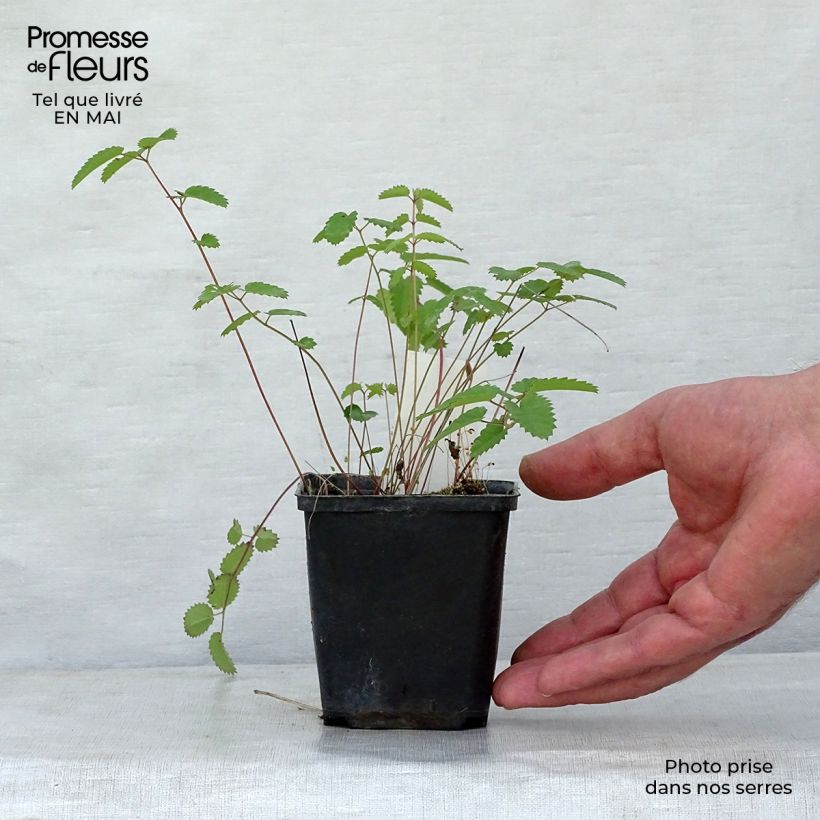 Example of Sanguisorba tenuifolia Cangshan Cranberry Vasetto da 8/9 cm as you get in printemps