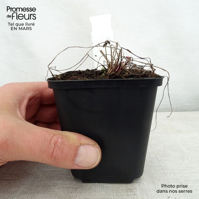 Sanguisorba officinalis Chocolate Tip - Salvastrella maggiore Vasetto da 8/9 cm esemplare consegnato in primavera