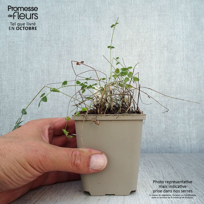 Esemplare di Sanguisorba officinalis Chocolate Tip - Salvastrella maggiore Vasetto da 8/9 cm come consegnato in autunno