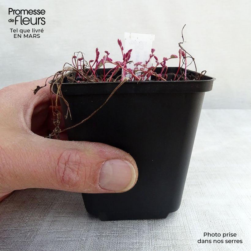 Example of Sanguisorba Little Angel Vasetto da 8/9 cm as you get in printemps