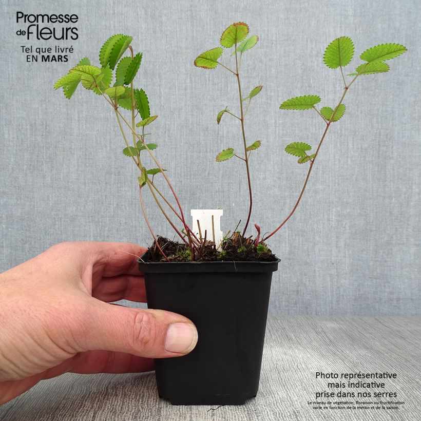 Example of Sanguisorba officinalis Red Thunder - Salvastrella maggiore Vasetto da 8/9 cm as you get in printemps