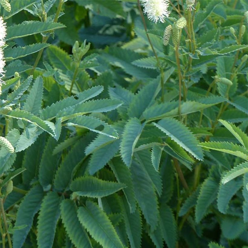 Sanguisorba canadensis (Fogliame)