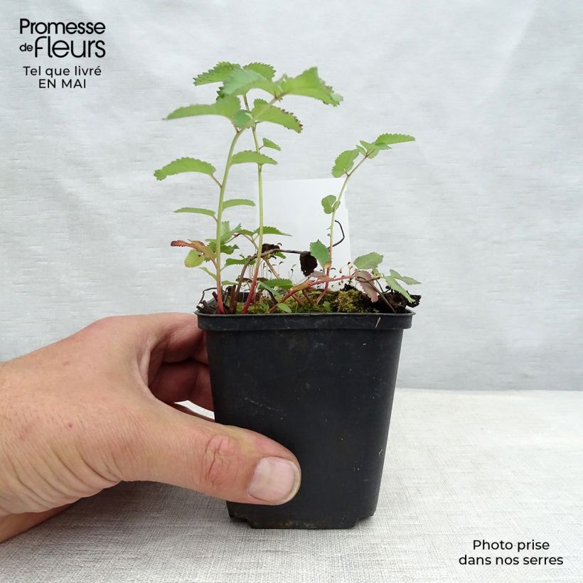 Sanguisorba canadensis Vasetto da 8/9 cm esemplare consegnato in primavera