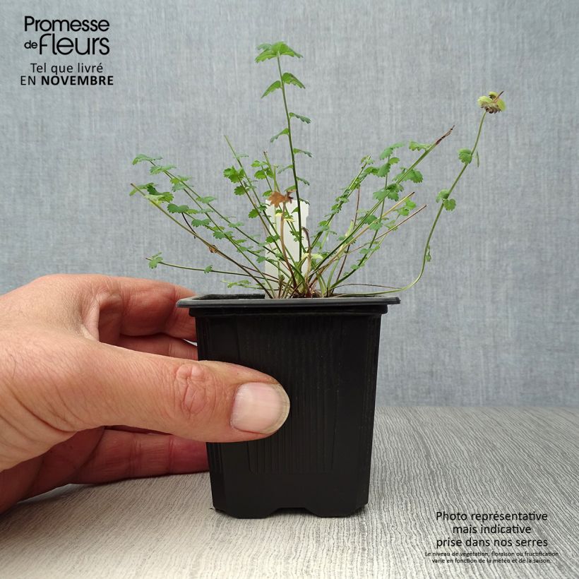 Esemplare di Sanguisorba minor - Pimpinella Vasetto da 7/8 cm come consegnato in autunno
