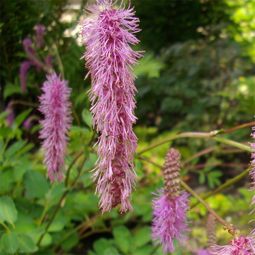 Sanguisorba obtusa (Fioritura)