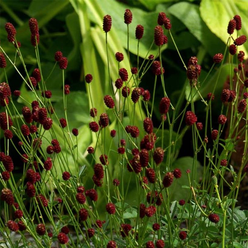 Sanguisorba officinalis Tanna - Salvastrella maggiore (Flowering)