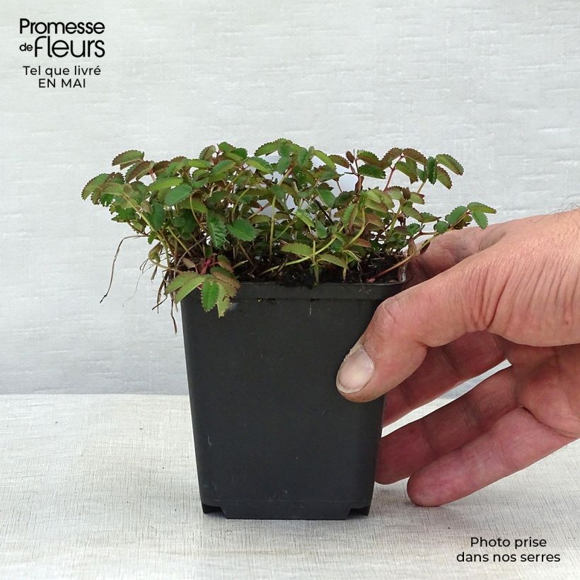 Example of Sanguisorba officinalis Tanna - Salvastrella maggiore Vasetto da 8/9 cm as you get in printemps