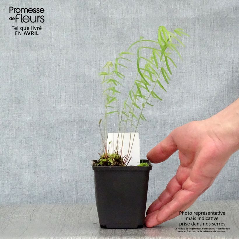 Sanguisorba tenuifolia Alba Vasetto da 8/9 cm esemplare consegnato in primavera