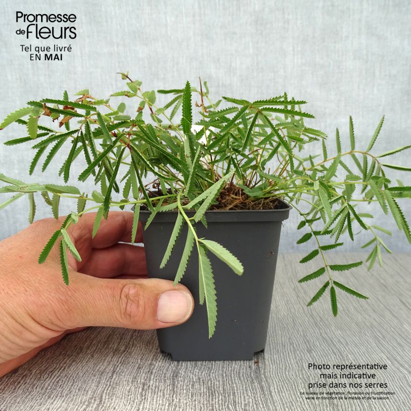 Sanguisorba tenuifolia var. purpurea Vasetto da 8/9 cm esemplare consegnato in primavera