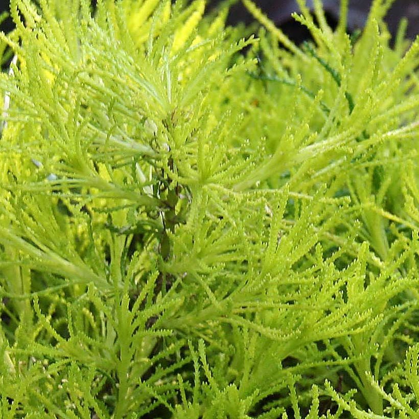 Santolina virens Lemon Fizz (Foliage)