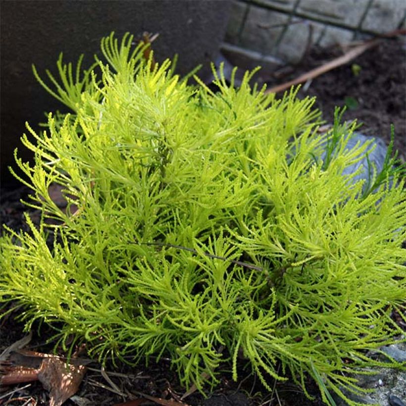 Santolina virens Lemon Fizz (Plant habit)